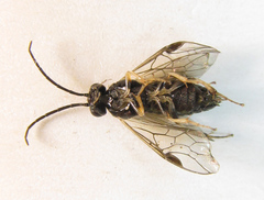 Pristiphora leucopus