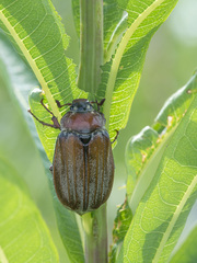 Melolontha hippocastani