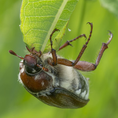 Melolontha hippocastani