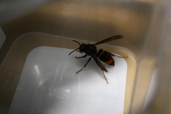 Vespa velutina