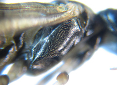 Pristiphora leucopus