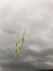 Diheteropogon filifolius