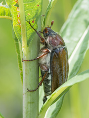 Melolontha hippocastani