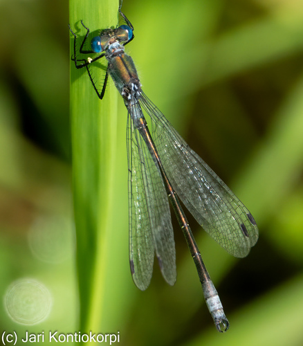 Emerald Spreadwing
