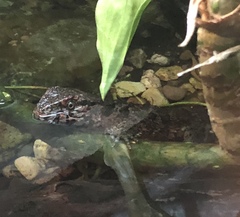 Shinisaurus crocodilurus