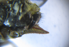 Pristiphora leucopus