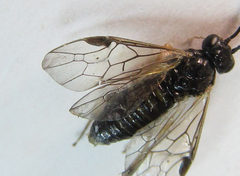 Pristiphora leucopus