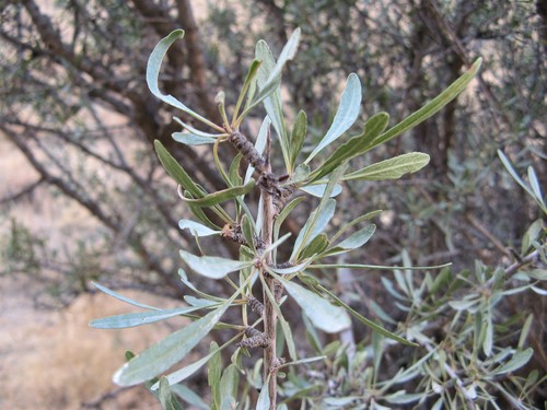 Pallas' Buckthorn