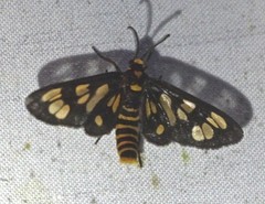 Eressa geographica