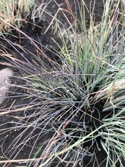Diheteropogon filifolius