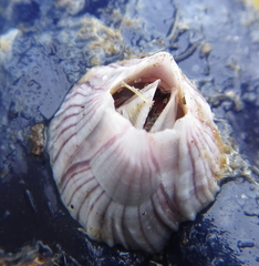 Balanus pulchellus