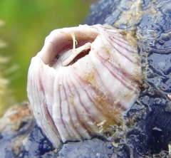 Balanus pulchellus