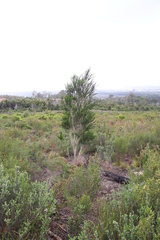 Melaleuca armillaris armillaris