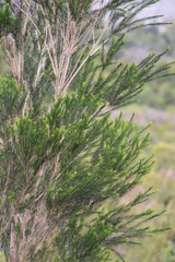 Melaleuca armillaris armillaris