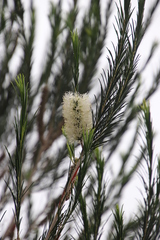 Melaleuca armillaris armillaris