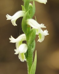 Spiranthes triloba