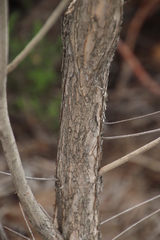 Melaleuca armillaris armillaris