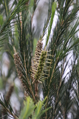 Melaleuca armillaris armillaris