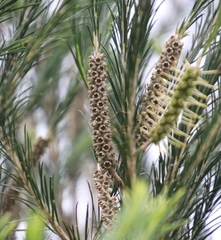 Melaleuca armillaris armillaris