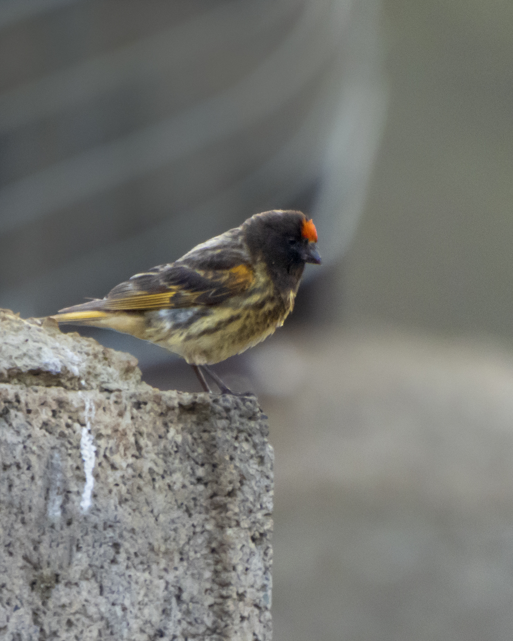 Red-fronted Serin