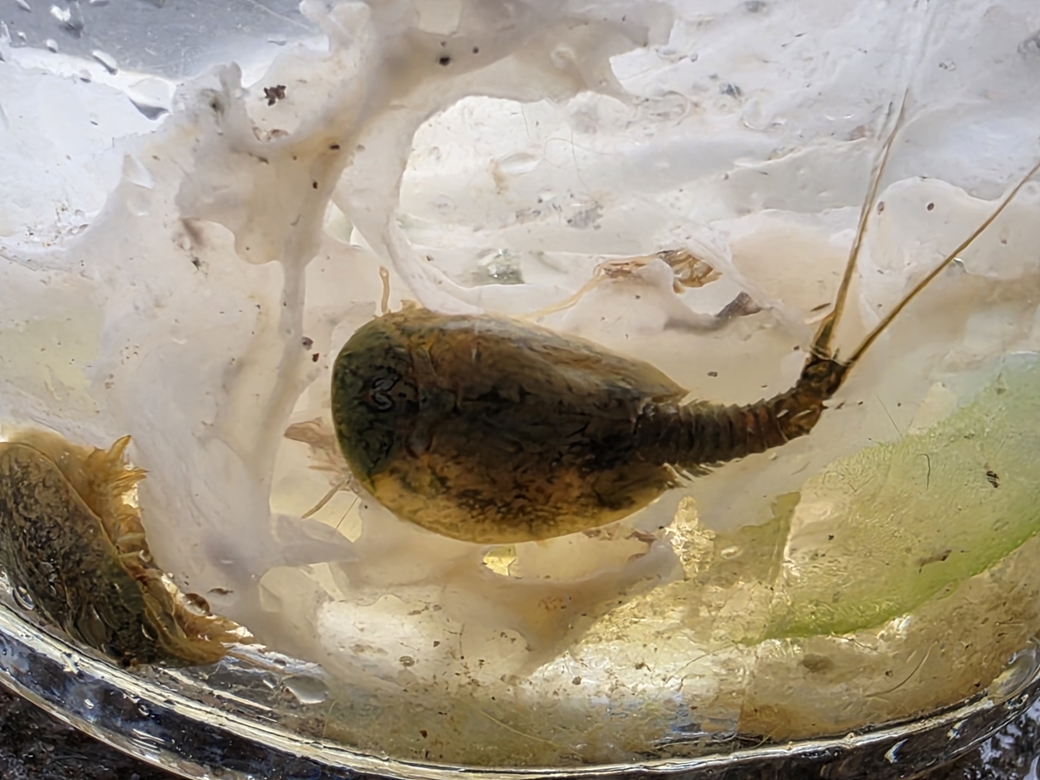 Lepidurus arcticus (Pallas, 1793)