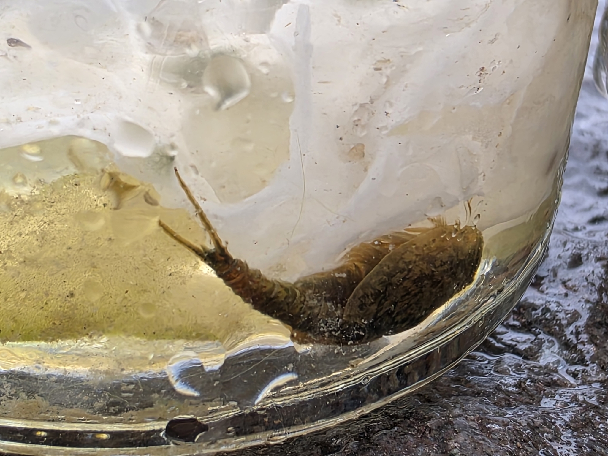 Lepidurus arcticus (Pallas, 1793)