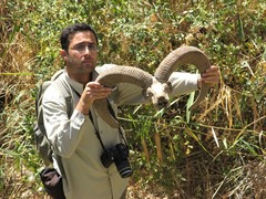 Ovis gmelini gmelini