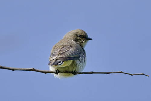 Brown-backed Honeybird (Prodotiscus regulus), photo 2