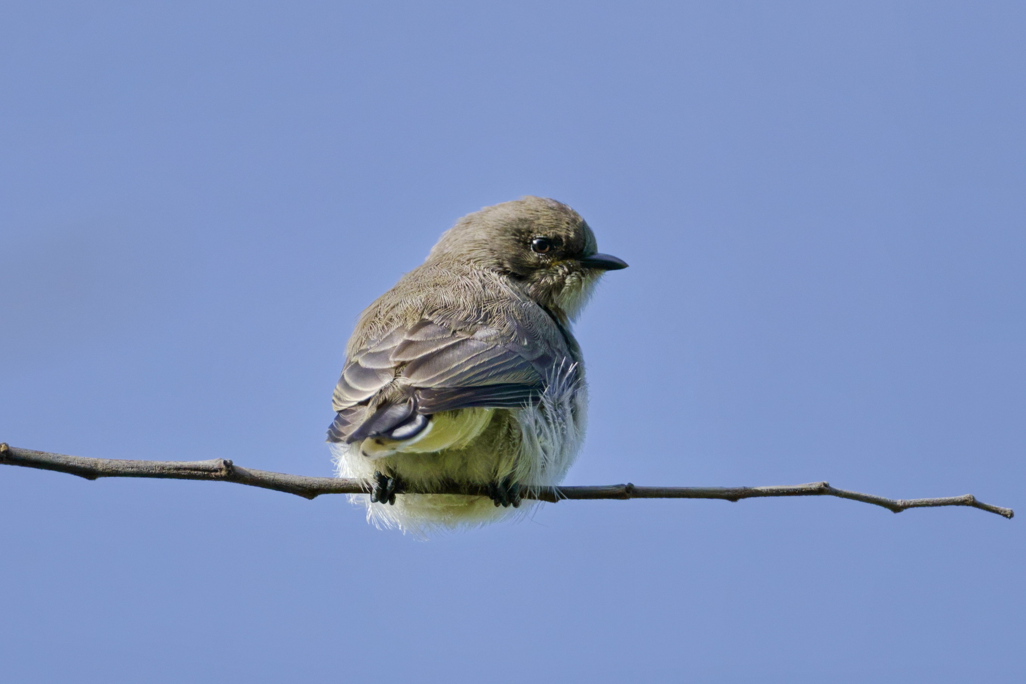 Brown-backed Honeybird (Prodotiscus regulus), photo 2