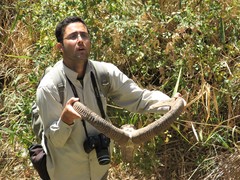 Ovis gmelini gmelini