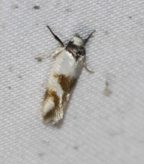 Antipterna trilicella