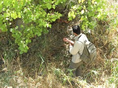 Ovis gmelini gmelini