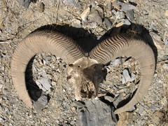 Ovis gmelini gmelini