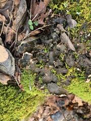 Peltigera elisabethae