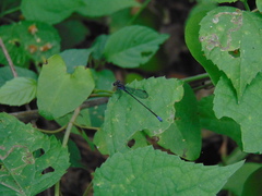 Argia pulla