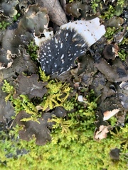 Peltigera elisabethae