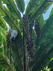 Alpinia boia