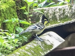 Machlolophus aplonotus