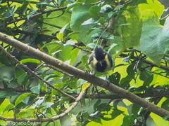 Machlolophus aplonotus