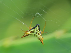 Micrathena furcata