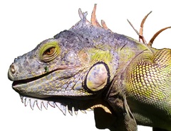 Iguana iguana
