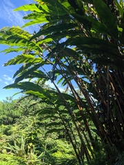 Alpinia boia