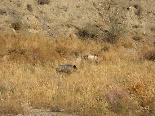 Wild Boar