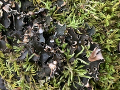 Peltigera neckeri