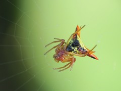 Micrathena furcata