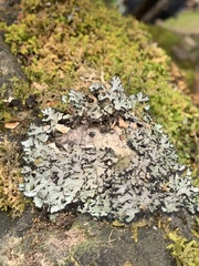 Phaeophyscia hispidula