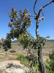 Quercus deserticola