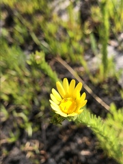 Euryops abrotanifolius