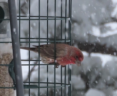 Haemorhous mexicanus