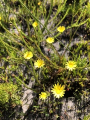 Euryops abrotanifolius